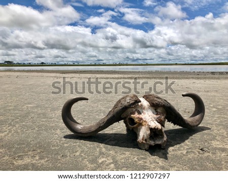 Cape Buffalo Skull, horn of African Buffalo on salt lake shore at Serengeti National Park in Tanzania, East Africa