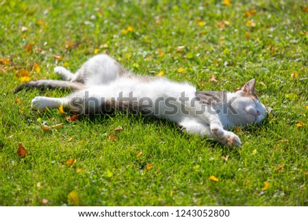 Cute white cat lying resting on its back on fresh green grass with morning sunlight on body
