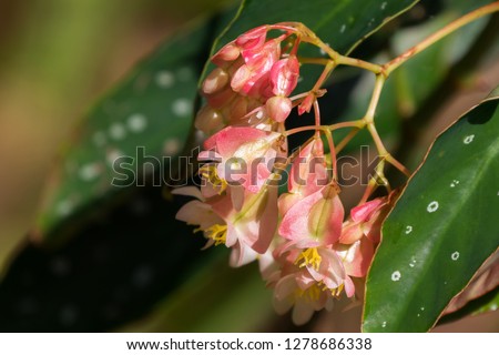 Sweet pale pink color of Begonia flower with white spot leaves growing in Thailand (Begonia maculata)