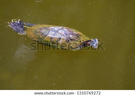Red-eared slider, red-eared terrapin turtle with red stripe near ears floating on water in Singapore (Trachemys scripta elegans)