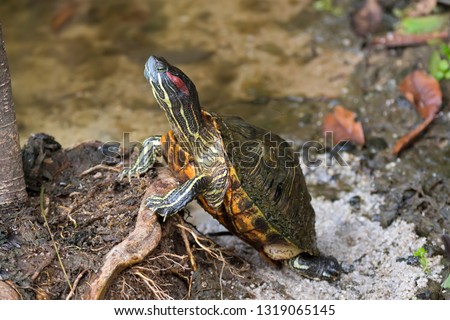 Red-eared slider, red-eared terrapin turtle with red stripe near ears stand on tree root in Singapore (Trachemys scripta elegans)