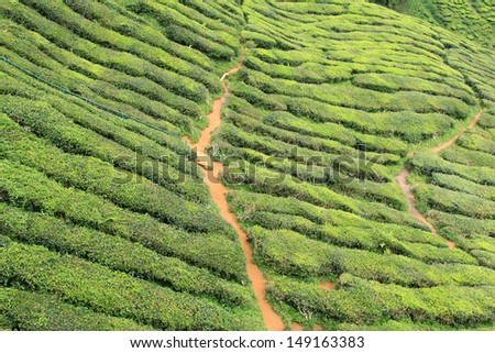 Green stairs leading to the lower part of Tea Plantation at the Cameron Highlands, Malaysia, Asia