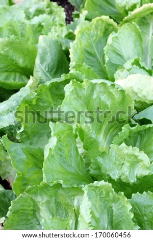 Home grown Broad-leaved Endive Salad leaves in the garden