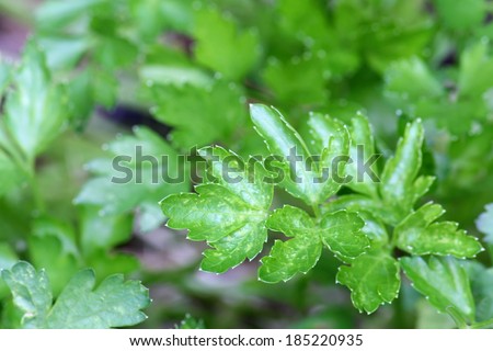 Closeup photo of Italian Flat-Leaf Parsley in the garden