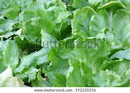 Home grown Broad-leaved Endive Salad leaves in the garden