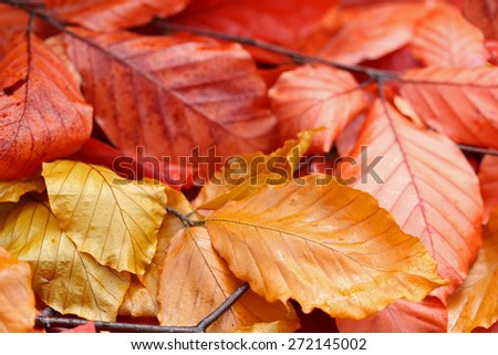 Closeup of orange and yellow shades of dried leaves during Autumn