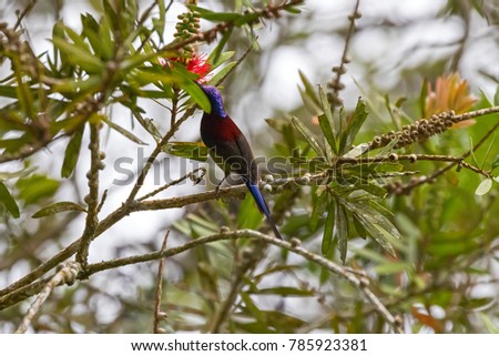 Male Black-throated Sunbird bird with metallic violet purple nape crown, red yellow blue feathers feeding on bottlebrush flower tree at fraser\'s hill, Malaysia, South east Asia