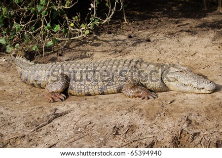 Crocodile in st. lucia iSimangaliso wetland Park