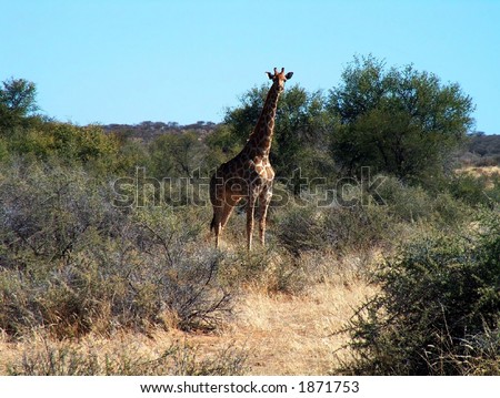 stock photo : Giraffe in the wild - Africa