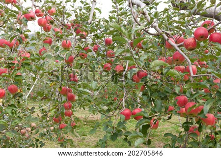 Apple fields of Japan. It is a variety called \