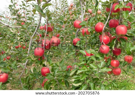 Apple fields of Japan. It is a variety called \