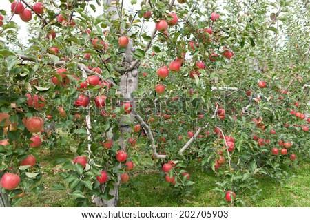 Apple fields of Japan. It is a variety called 