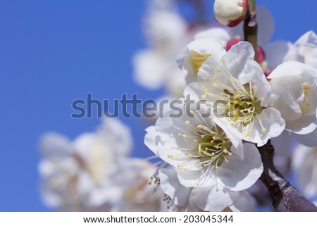 The plum blossom is the flower representing the early spring of Japan.