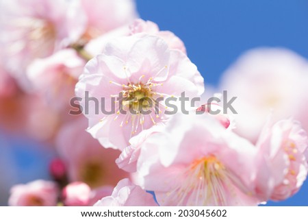 The plum blossom is the flower representing the early spring of Japan.