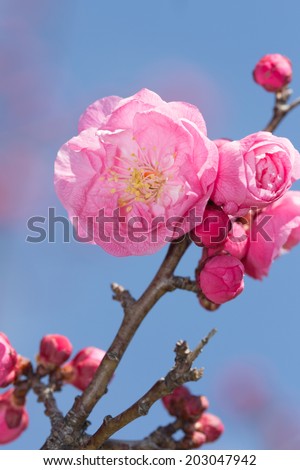 The plum blossom is the flower representing the spring of Japan.