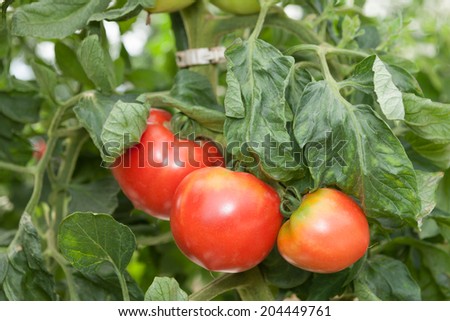 Tomato field
