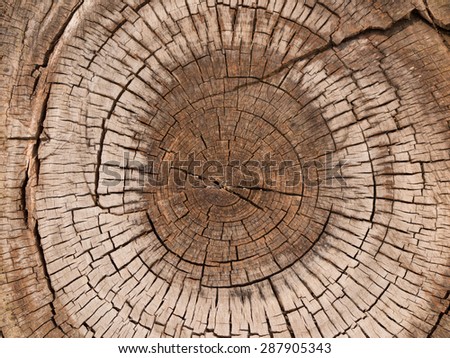 Annual rings of logs