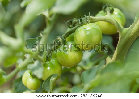 Cultivation of cherry tomatoes
