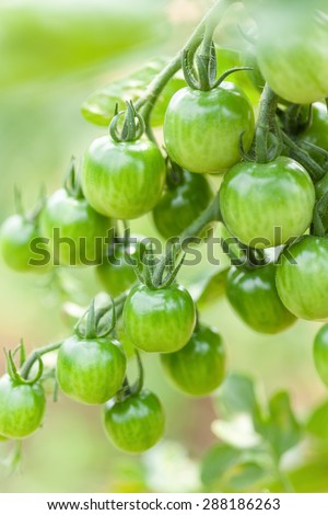 Cultivation of cherry tomatoes