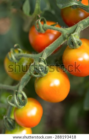 Mini tomato field