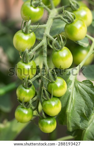 Mini tomato field