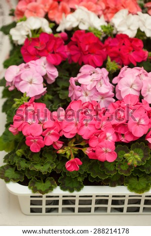 Flower seedlings of geranium