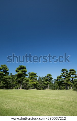 Black pine tree lined