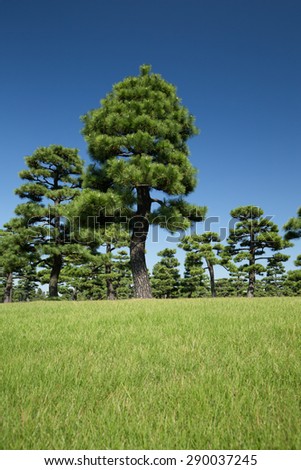 Black pine tree lined