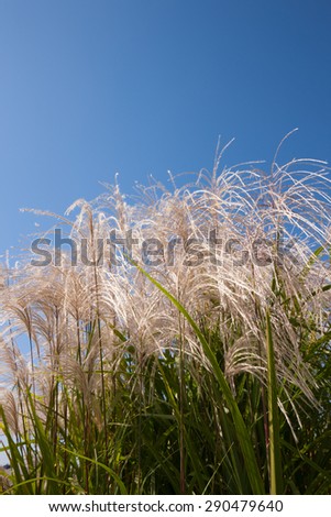 Japanese silver grass