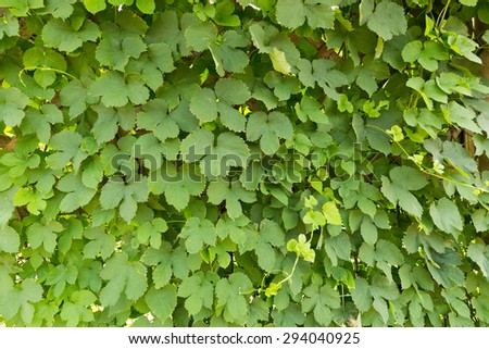 Hop leaves