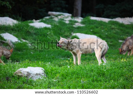Pack of wolves feeding on carcass in natural