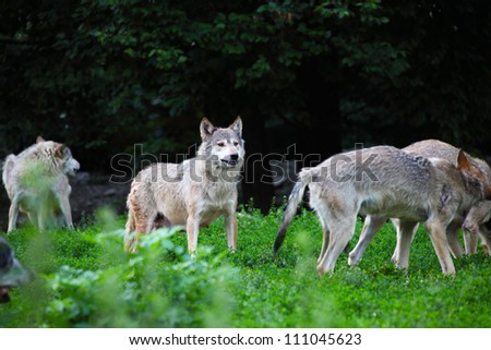 Pack of wolves in natural