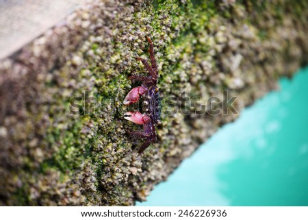 Crab Finding Food on Rocky Beach