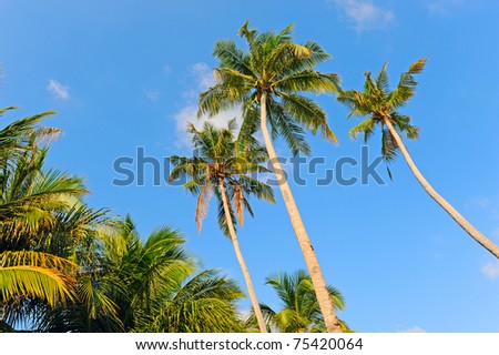 Coco trees against the sky