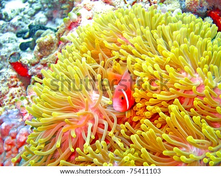 nemone fish with anemone