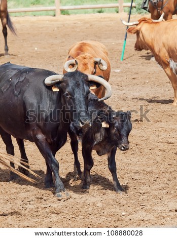 milk black breed cow with calf from spanish farm.  Andalusia
