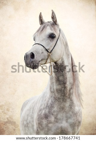 portrait of gray beautiful arabian stallion at art background
