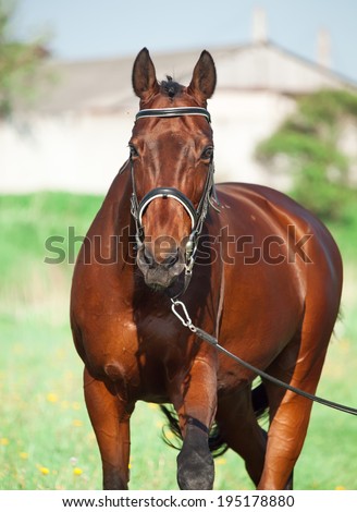 Walking  bay sportive horse on longe