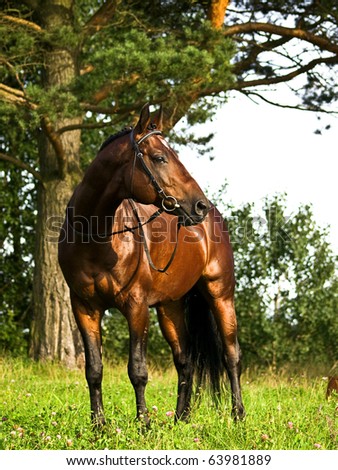 the bay horse in the forest