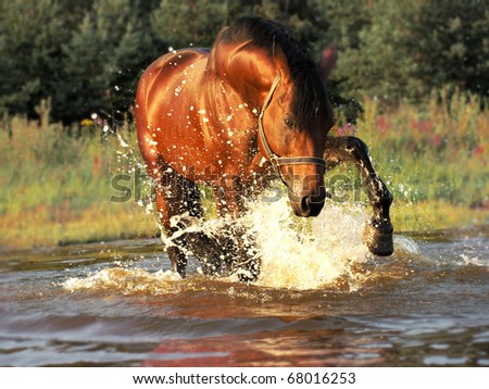 plaeing bay horse in water