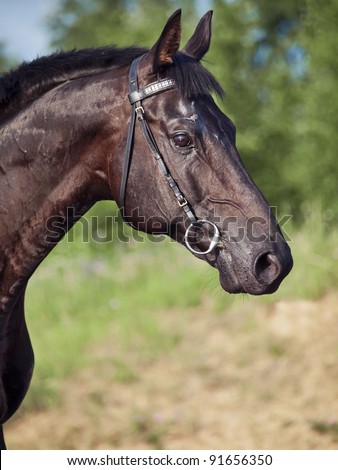 portrait of beautiful black horse in field