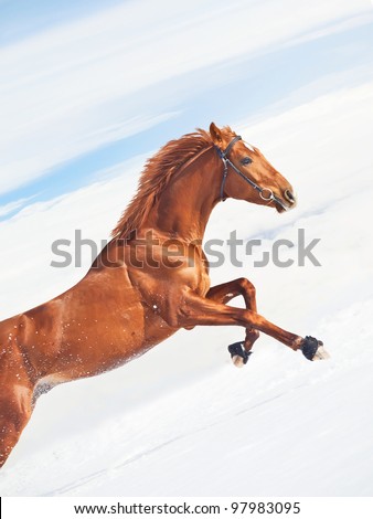 amazing sorrel horse in jump at blue  sky background