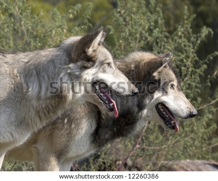 Two gray wolves standing next to each other