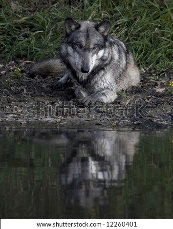 Gray wolf laying beside a pond reflecting on the waters surface