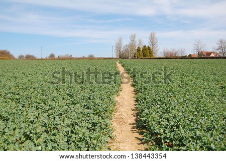 right of way path through crop field