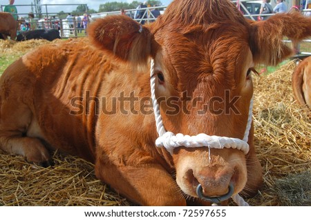 cute cow tethered at agricultural show