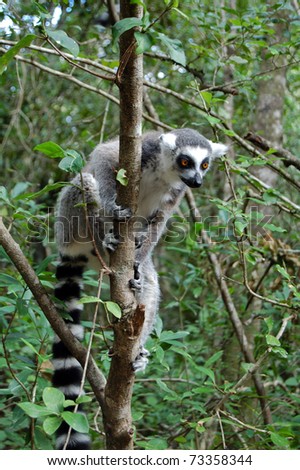 single lemur in forest tree in africa