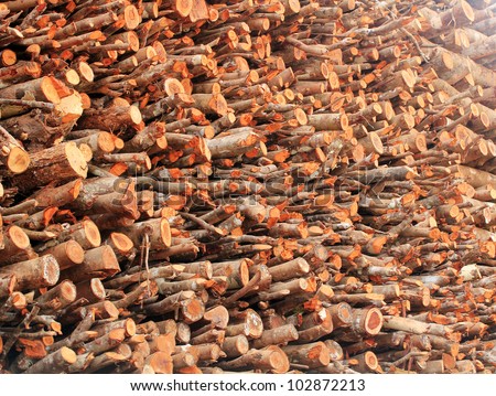 Logs of chopped wood piled for sale in a timber market in india. Deforestation is rampant in India