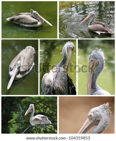 Collection of pelican images in various active roles from relaxed swimming to fishing to watching