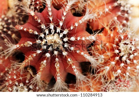 Close-up of red and orange colored melon cactus showing sharp spines and spherical shape of the plant with ridges. This desert plant is also called scientifically as Cactus melocactus